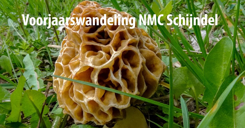 NMC-Schijndel_voorjaarswandeling