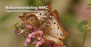 NMC_Natuurwandeling_vlinders