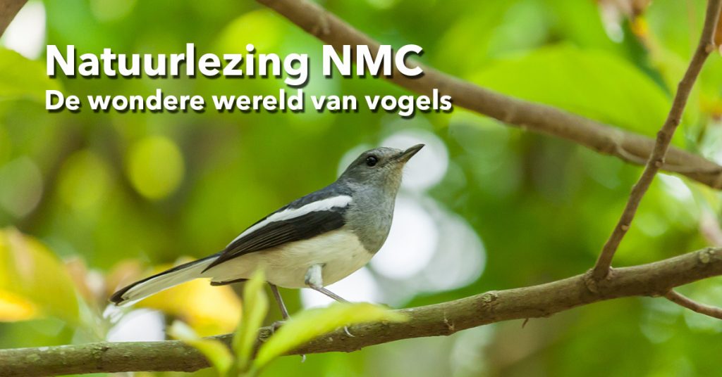 Natuurlezing NMC natuurlezing vogels