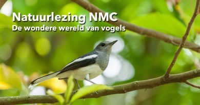 Natuurlezing NMC natuurlezing vogels
