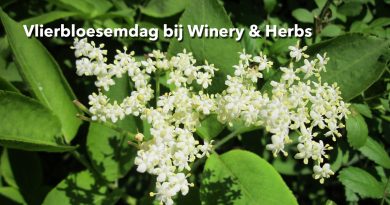 Winery&Herbs_vlierbloesemdag